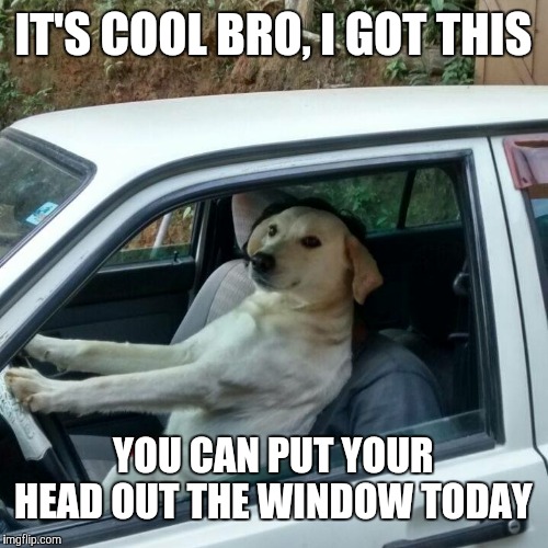 dog driving | IT'S COOL BRO, I GOT THIS YOU CAN PUT YOUR HEAD OUT THE WINDOW TODAY | image tagged in dog driving | made w/ Imgflip meme maker