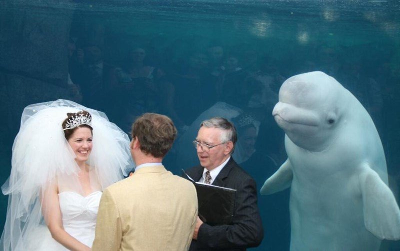 Whale wedding Blank Meme Template