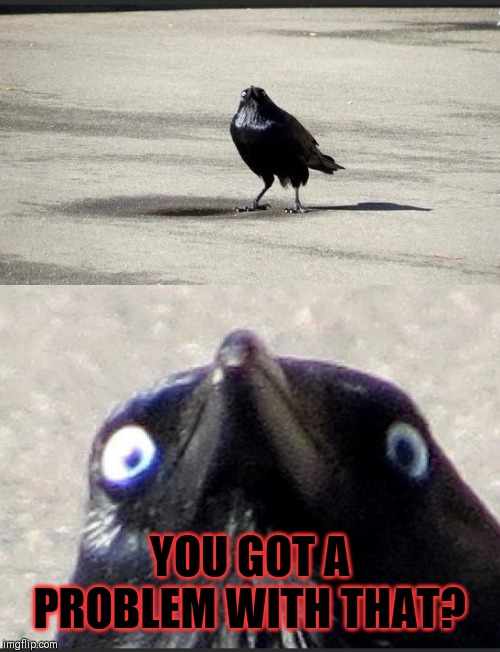 insanity crow | YOU GOT A PROBLEM WITH THAT? | image tagged in insanity crow | made w/ Imgflip meme maker