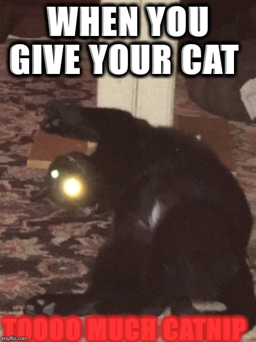 WHEN YOU GIVE YOUR CAT; TOOOO MUCH CATNIP | image tagged in cat memes | made w/ Imgflip meme maker