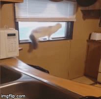 Keepin' Him On His Toes | image tagged in gifs,funny cat | made w/ Imgflip video-to-gif maker