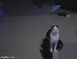 Follow That Fly | image tagged in gifs,funny cat | made w/ Imgflip video-to-gif maker
