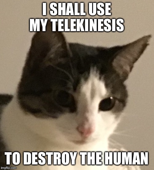 I SHALL USE MY TELEKINESIS; TO DESTROY THE HUMAN | image tagged in evil cat | made w/ Imgflip meme maker