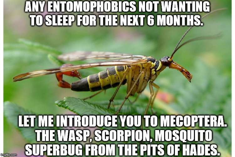 ANY ENTOMOPHOBICS NOT WANTING TO SLEEP FOR THE NEXT 6 MONTHS. LET ME INTRODUCE YOU TO MECOPTERA. 
THE WASP, SCORPION, MOSQUITO SUPERBUG FROM THE PITS OF HADES. | image tagged in bugs,evil | made w/ Imgflip meme maker