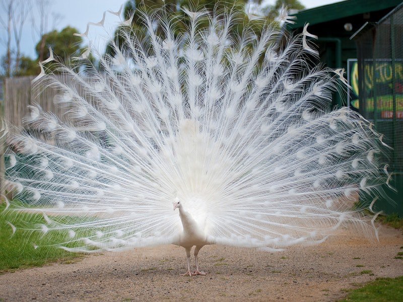 High Quality Albino Peacock Blank Meme Template