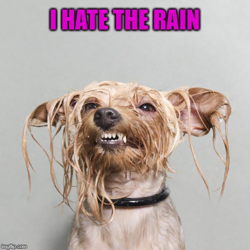 I HATE THE RAIN | made w/ Imgflip meme maker