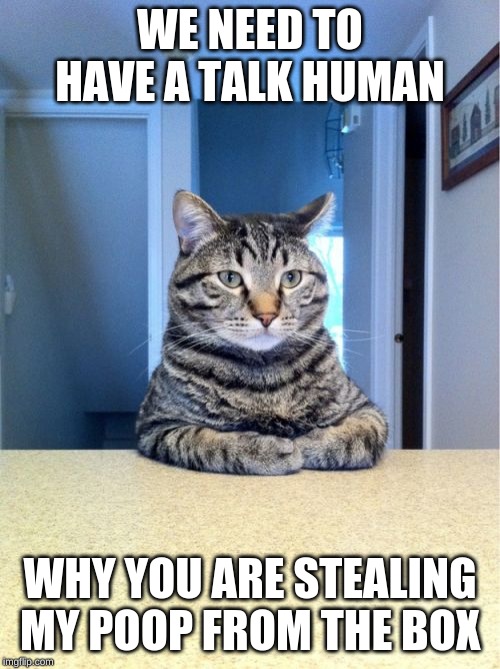Take A Seat Cat Meme | WE NEED TO HAVE A TALK HUMAN; WHY YOU ARE STEALING MY POOP FROM THE BOX | image tagged in memes,take a seat cat,funny cats,funny cat memes | made w/ Imgflip meme maker