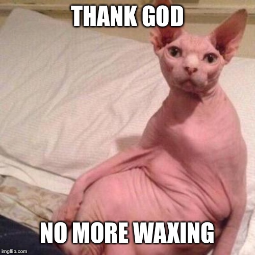 Naked cat | THANK GOD NO MORE WAXING | image tagged in naked cat | made w/ Imgflip meme maker