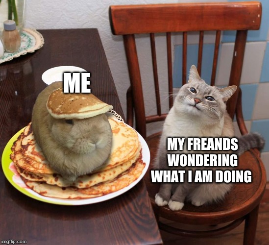 ME; MY FRIENDS WONDERING WHAT I AM DOING | image tagged in cats | made w/ Imgflip meme maker
