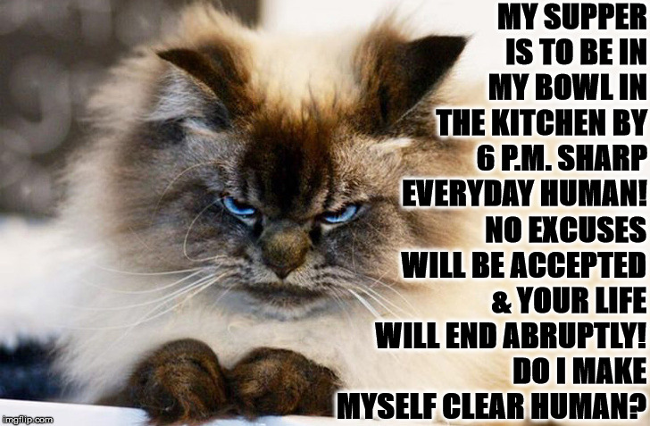 DO I MAKE MYSELF CLEAR | MY SUPPER IS TO BE IN MY BOWL IN THE KITCHEN BY 6 P.M. SHARP EVERYDAY HUMAN! NO EXCUSES WILL BE ACCEPTED & YOUR LIFE WILL END ABRUPTLY! DO I MAKE MYSELF CLEAR HUMAN? | image tagged in do i make myself clear | made w/ Imgflip meme maker