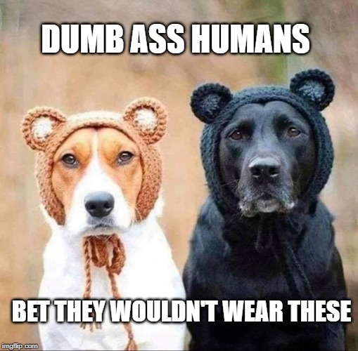 stupid dog clothing | DUMB ASS HUMANS; BET THEY WOULDN'T WEAR THESE | image tagged in dog clothes,dog costumes,dogs,black lab,da bears | made w/ Imgflip meme maker