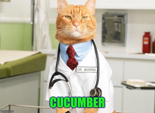 Cat Doctor | CUCUMBER | image tagged in cat doctor | made w/ Imgflip meme maker