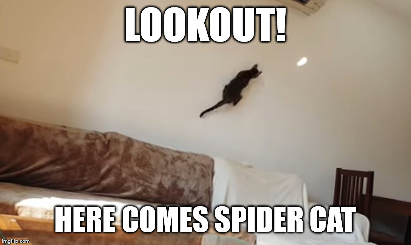 LOOKOUT! HERE COMES SPIDER CAT | image tagged in superheroes,spiderman,cats | made w/ Imgflip meme maker