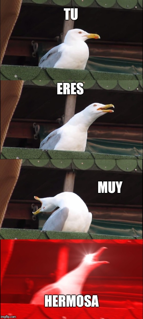 Inhaling Seagull | TU; ERES; MUY; HERMOSA | image tagged in memes,inhaling seagull | made w/ Imgflip meme maker