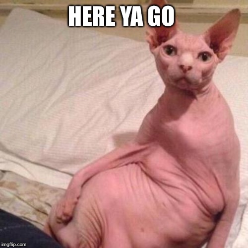 Naked cat | HERE YA GO | image tagged in naked cat | made w/ Imgflip meme maker