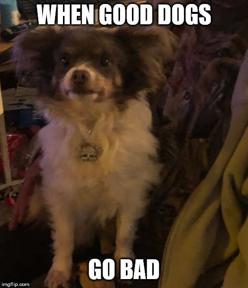 WHEN GOOD DOGS; GO BAD | image tagged in funny,cute dog,buddy | made w/ Imgflip meme maker