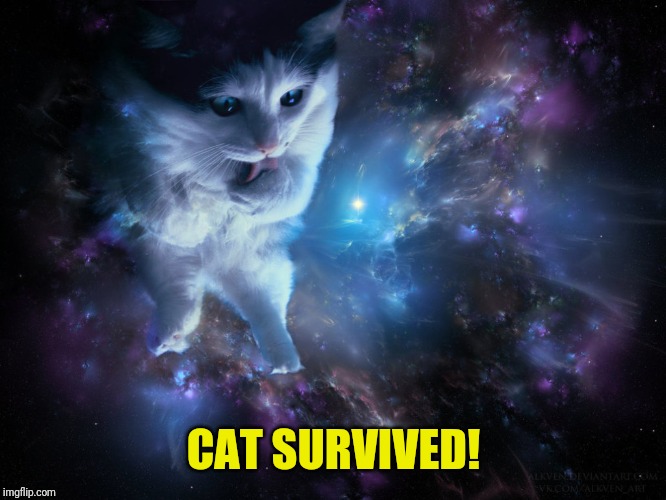 Cat God | CAT SURVIVED! | image tagged in cat god | made w/ Imgflip meme maker