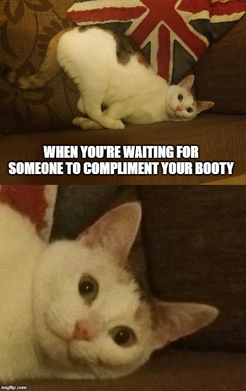 @thesiskocat | WHEN YOU'RE WAITING FOR SOMEONE TO COMPLIMENT YOUR BOOTY | image tagged in cat,cats,booty,ass | made w/ Imgflip meme maker