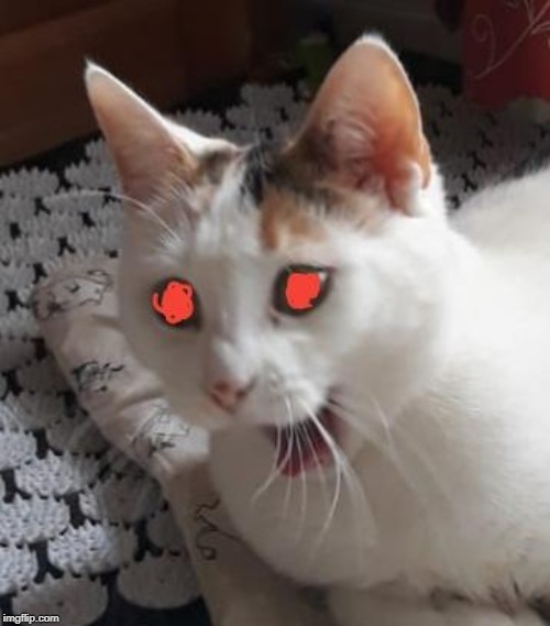 @thesiskocat | image tagged in cat,cats,new template | made w/ Imgflip meme maker