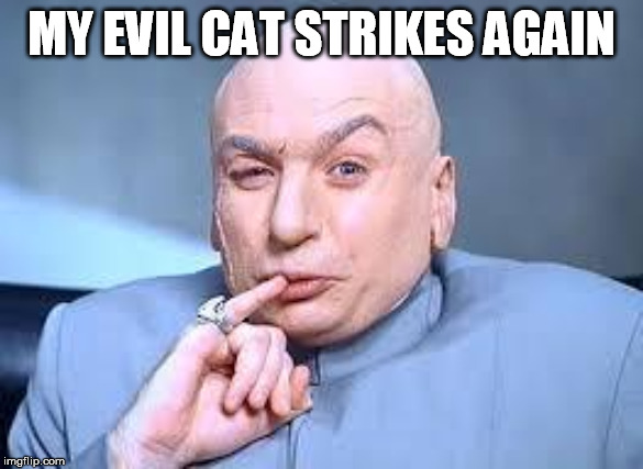 dr evil pinky | MY EVIL CAT STRIKES AGAIN | image tagged in dr evil pinky | made w/ Imgflip meme maker