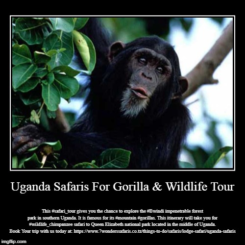 Uganda Safaris For Gorilla & Wildlife Tour | image tagged in wildlife,africa,gorilla,tour,travel | made w/ Imgflip demotivational maker