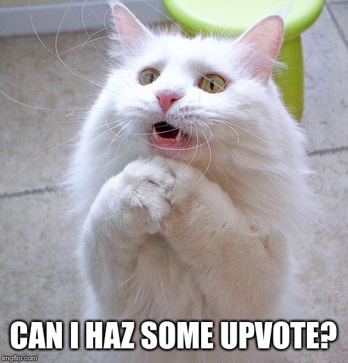 Begging Cat | CAN I HAZ SOME UPVOTE? | image tagged in begging cat | made w/ Imgflip meme maker