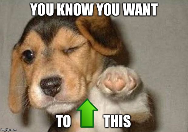 Winking Dog | YOU KNOW YOU WANT; TO            THIS | image tagged in winking dog | made w/ Imgflip meme maker