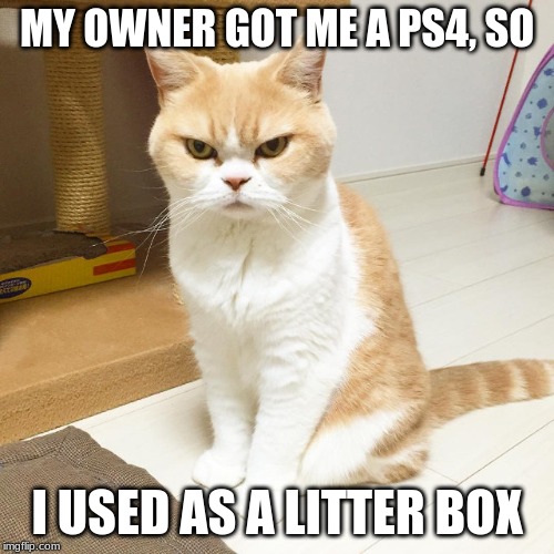 MY OWNER GOT ME A PS4, SO; I USED AS A LITTER BOX | image tagged in cats | made w/ Imgflip meme maker