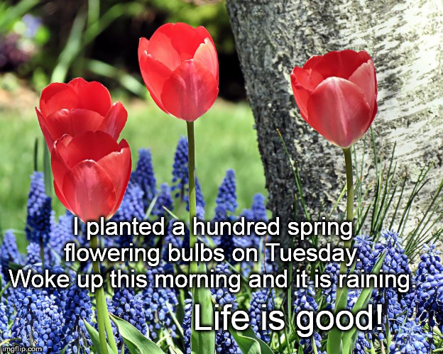I planted a hundred spring flowering bulbs on Tuesday.
Woke up this morning and it is raining. Life is good! | image tagged in flowers,spring,tulips,rain,hope | made w/ Imgflip meme maker