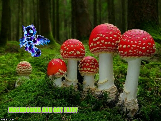Mashrooms and cat fairy! | MASHROOMS AND CAT FAIRY | image tagged in mushrooms | made w/ Imgflip meme maker