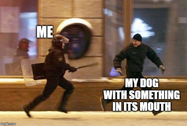 Police Chasing Guy | ME; MY DOG WITH SOMETHING IN ITS MOUTH | image tagged in police chasing guy | made w/ Imgflip meme maker
