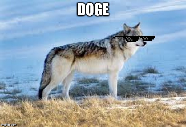 Doge | DOGE | image tagged in doge | made w/ Imgflip meme maker