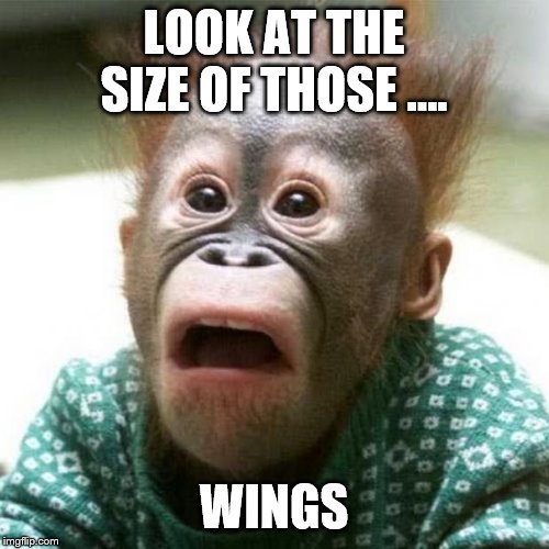 Shocked Monkey | LOOK AT THE SIZE OF THOSE …. WINGS | image tagged in shocked monkey | made w/ Imgflip meme maker