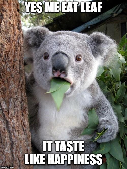 Surprised Koala Meme | YES ME EAT LEAF; IT TASTE LIKE HAPPINESS | image tagged in memes,surprised koala | made w/ Imgflip meme maker