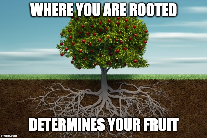 fruit tree | WHERE YOU ARE ROOTED; DETERMINES YOUR FRUIT | image tagged in fruit tree | made w/ Imgflip meme maker