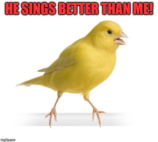 Canary | HE SINGS BETTER THAN ME! | image tagged in canary | made w/ Imgflip meme maker