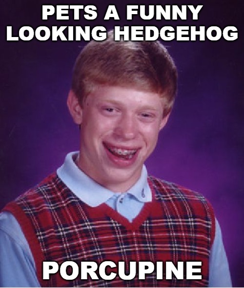 Bad Luck Brian | PETS A FUNNY LOOKING HEDGEHOG; PORCUPINE | image tagged in memes,bad luck brian | made w/ Imgflip meme maker