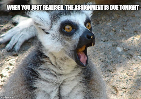 Due date | WHEN YOU JUST REALISED, THE ASSIGNMENT IS DUE TONIGHT | image tagged in funny memes | made w/ Imgflip meme maker
