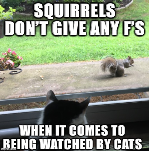SQUIRRELS DON’T GIVE ANY F’S; WHEN IT COMES TO BEING WATCHED BY CATS | image tagged in cats | made w/ Imgflip meme maker