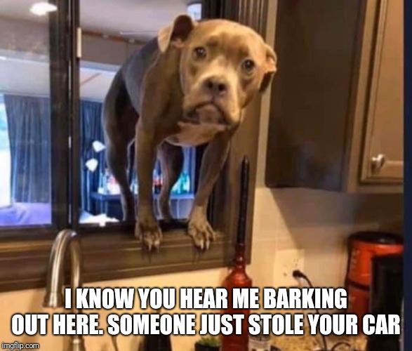 Dog Alarm | I KNOW YOU HEAR ME BARKING OUT HERE. SOMEONE JUST STOLE YOUR CAR | image tagged in dog,barking,memes | made w/ Imgflip meme maker