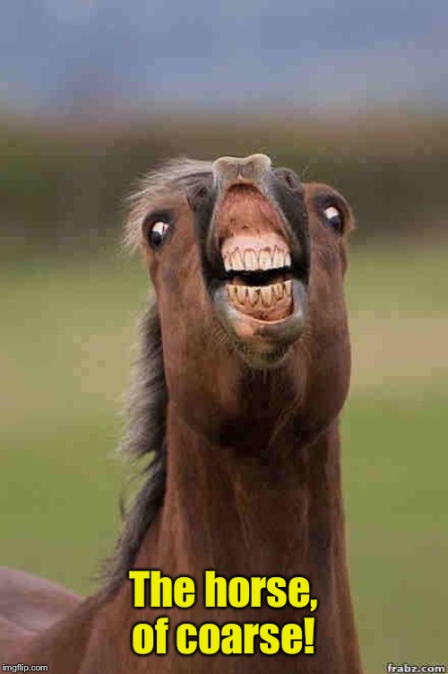 horse face | The horse, of coarse! | image tagged in horse face | made w/ Imgflip meme maker