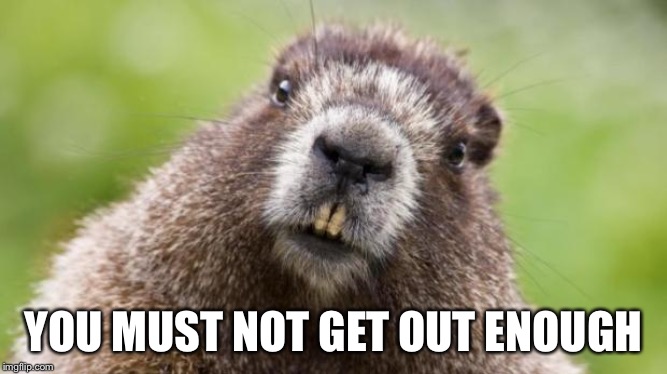 Mr Beaver | YOU MUST NOT GET OUT ENOUGH | image tagged in mr beaver | made w/ Imgflip meme maker