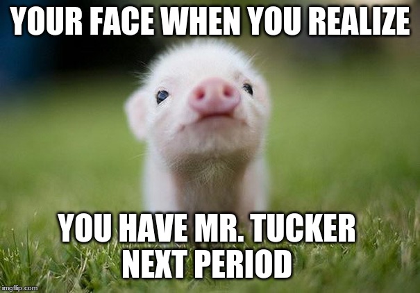 YOUR FACE WHEN YOU REALIZE; YOU HAVE MR. TUCKER 
NEXT PERIOD | image tagged in cute animals | made w/ Imgflip meme maker