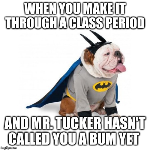 Cute Animal Bum Meme | WHEN YOU MAKE IT THROUGH A CLASS PERIOD; AND MR. TUCKER HASN'T CALLED YOU A BUM YET | image tagged in cute animals,batman,school | made w/ Imgflip meme maker