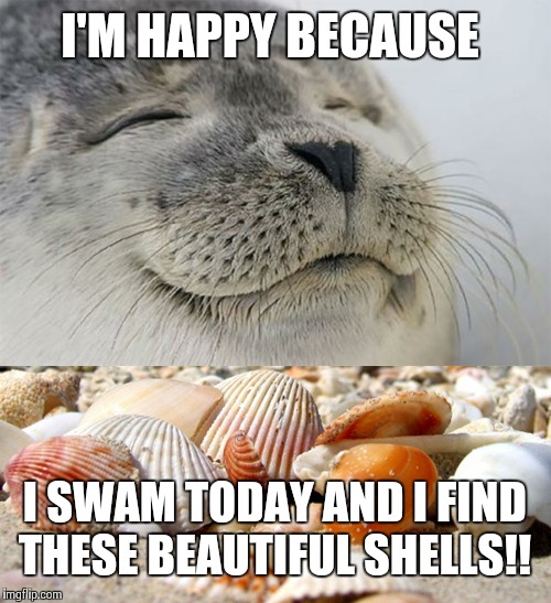 I'M HAPPY BECAUSE; I SWAM TODAY AND I FIND THESE BEAUTIFUL SHELLS!! | image tagged in memes,satisfied seal,sea shells | made w/ Imgflip meme maker