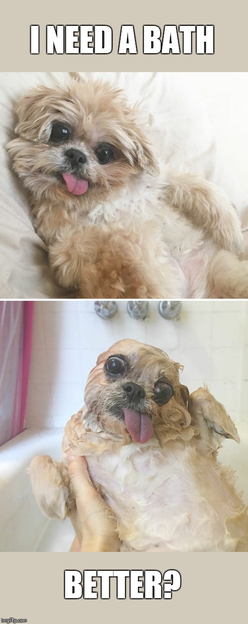 CLEAN DOGE | I NEED A BATH; BETTER? | image tagged in doge,dogs,funny dog memes | made w/ Imgflip meme maker