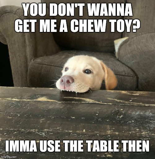 CHEW TABLE | YOU DON'T WANNA GET ME A CHEW TOY? IMMA USE THE TABLE THEN | image tagged in doge,dogs,funny dogs,funny dog memes | made w/ Imgflip meme maker