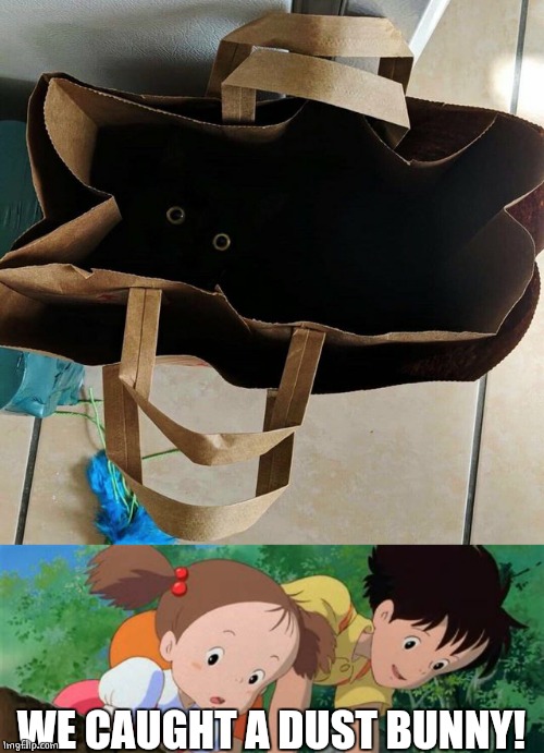 DON'T SPOOK IT | WE CAUGHT A DUST BUNNY! | image tagged in totoro,anime meme,anime girl,anime | made w/ Imgflip meme maker