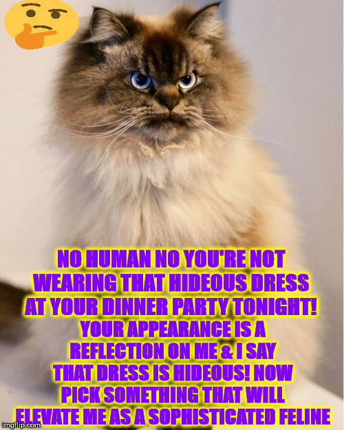 NO HUMAN NO | NO HUMAN NO YOU'RE NOT WEARING THAT HIDEOUS DRESS AT YOUR DINNER PARTY TONIGHT! YOUR APPEARANCE IS A REFLECTION ON ME & I SAY THAT DRESS IS HIDEOUS! NOW PICK SOMETHING THAT WILL ELEVATE ME AS A SOPHISTICATED FELINE | image tagged in no human no | made w/ Imgflip meme maker