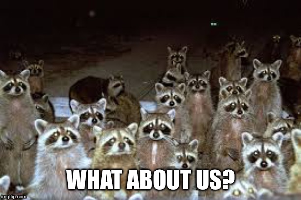 Racoons | WHAT ABOUT US? | image tagged in racoons | made w/ Imgflip meme maker